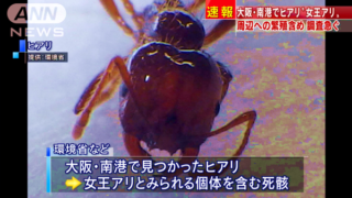 ヒアリ