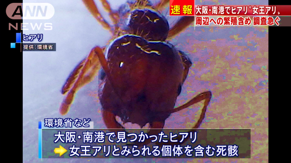 ヒアリ