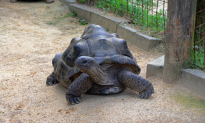 渋川動物公園